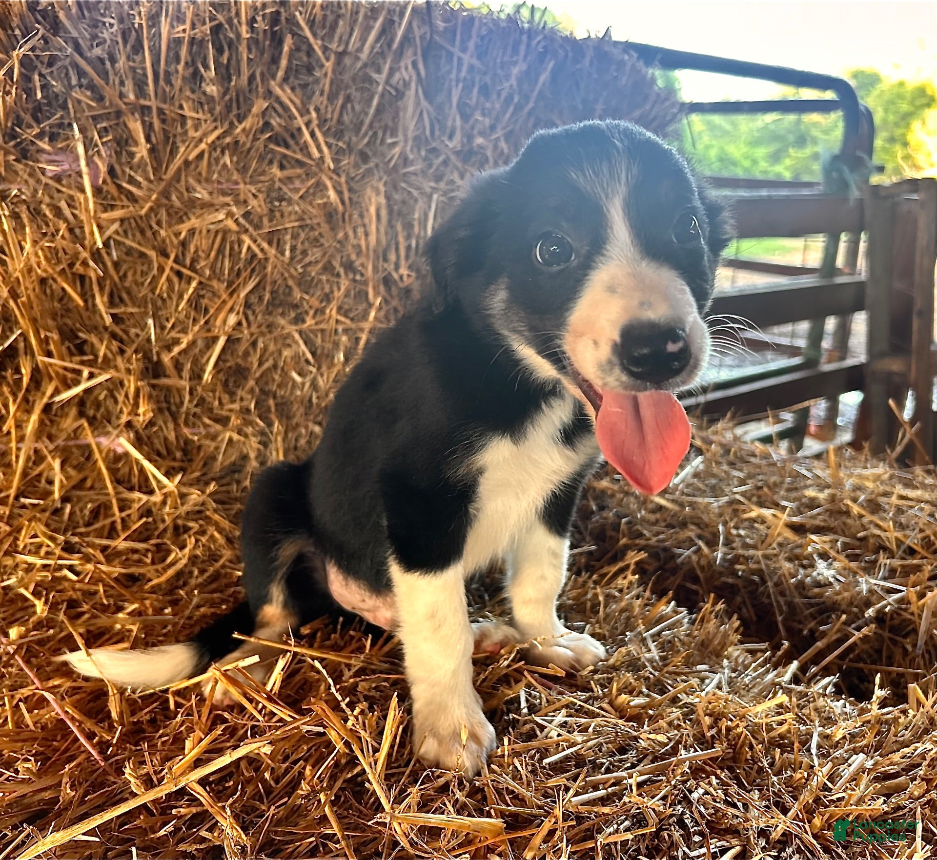 Border Collie dogs Border Collie 2 - Ad 13
