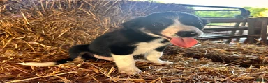 Border Collie 2