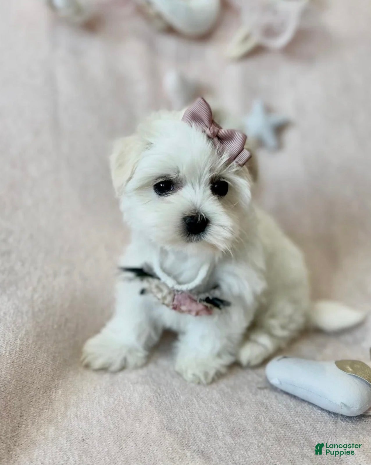 Maltese dogs Teacup Maltese 1 - Ad 2