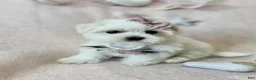 Maltese dogs for sale: Teacup Maltese 1 - Ad 2