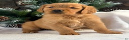 Golden Retriever dogs for sale: Kira - Ad 1