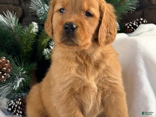 Golden Retriever dogs Kira - Ad 33