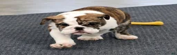 English Bulldog dogs for sale: Ruger - Ad 2