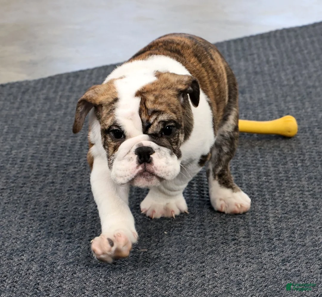 English Bulldog dogs for sale: Ruger - Ad 2
