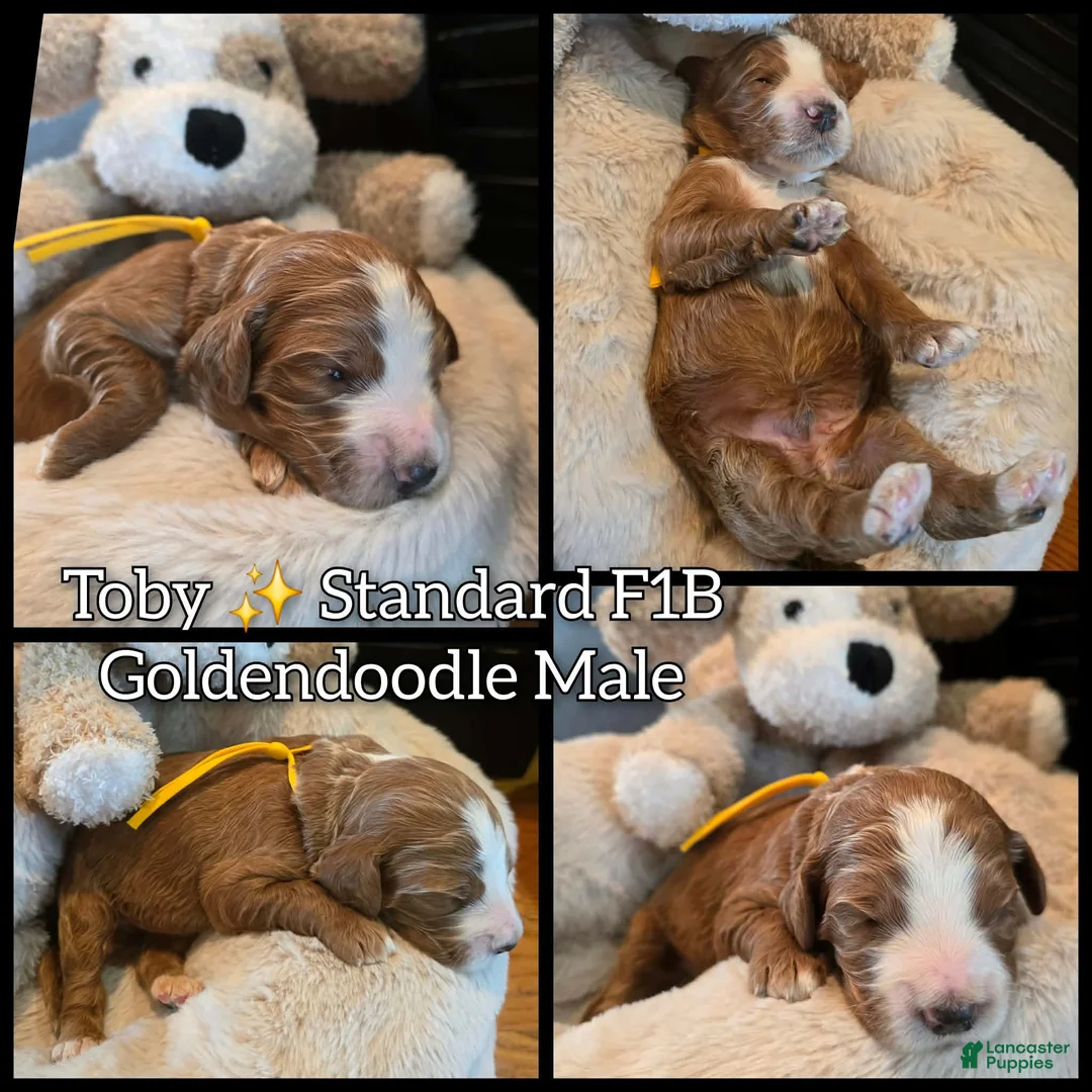 Goldendoodle dogs for sale: Toby  - Ad 1