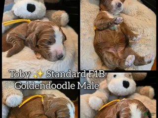 Goldendoodle dogs for sale: Toby - Ad 3