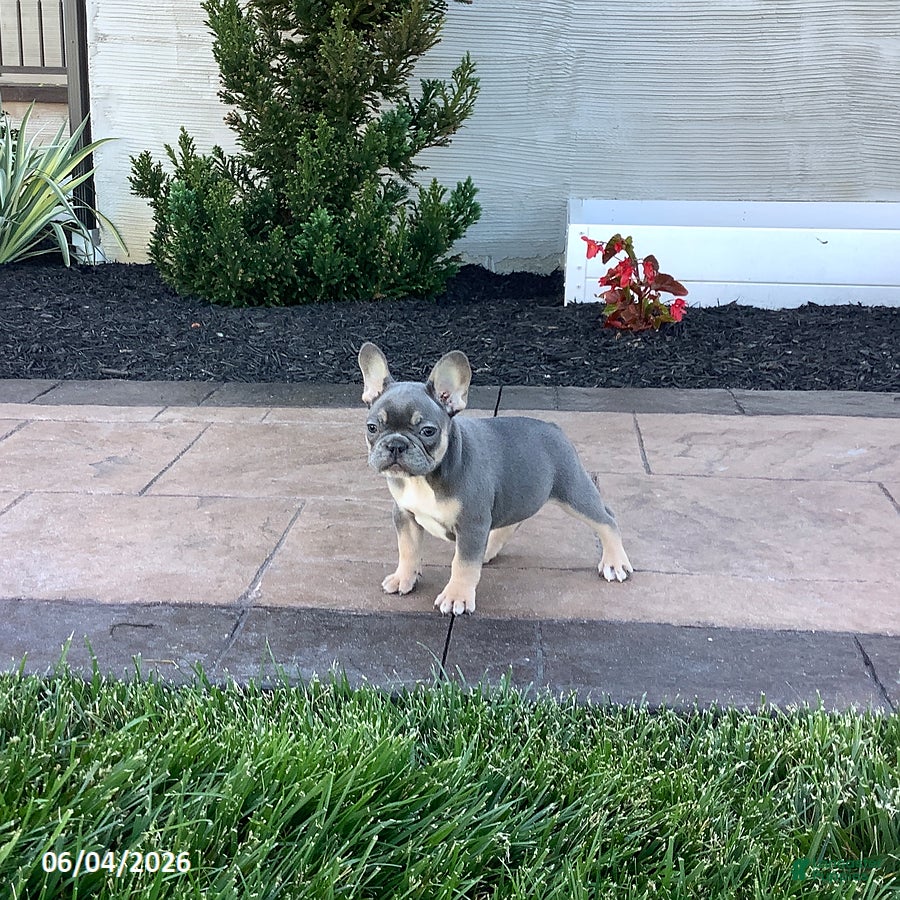 French Bulldog dogs for sale: Archie - Ad 3