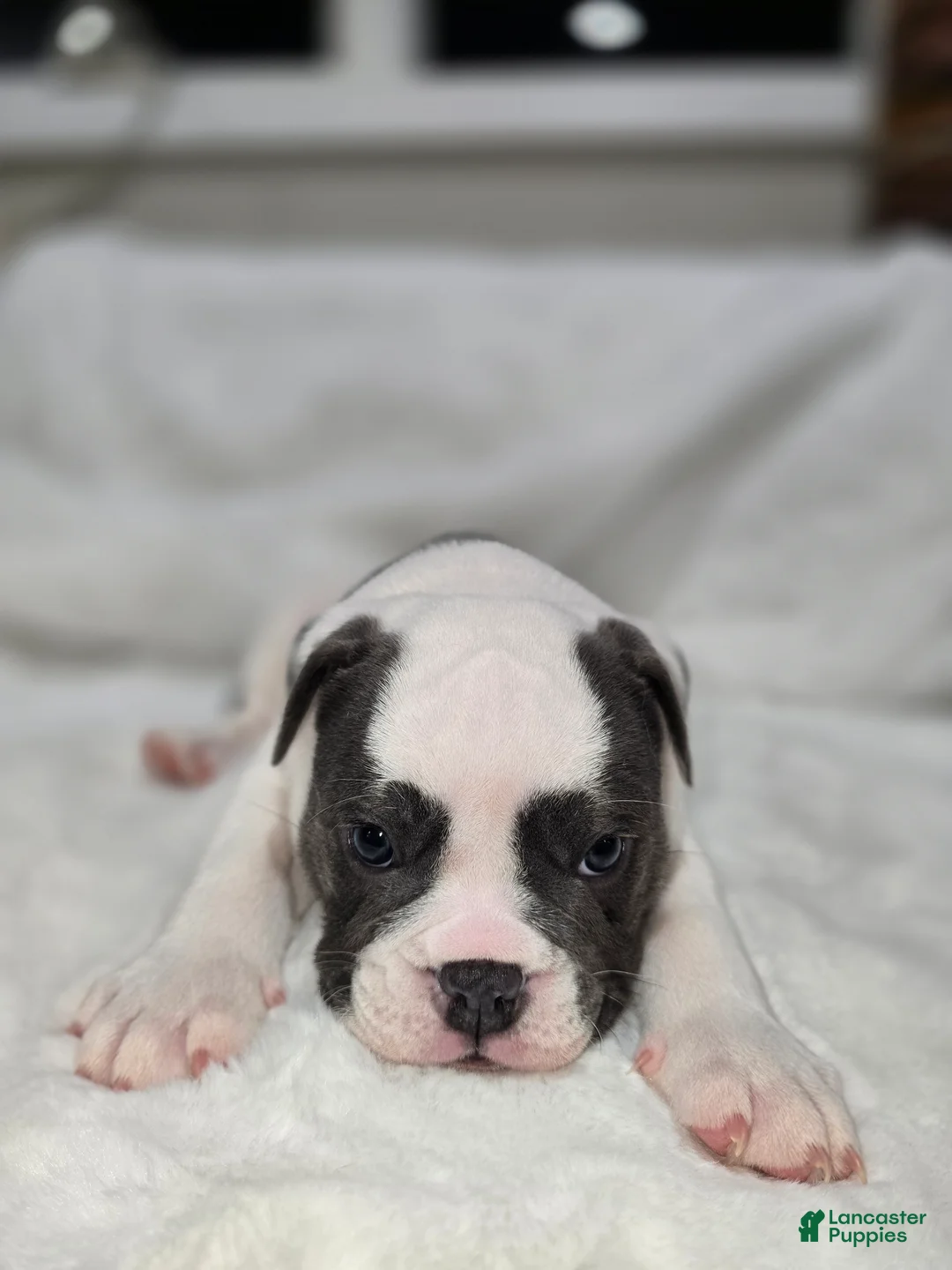 English Bulldog dogs for sale: English Bulldog Puppy 6 - Ad 2