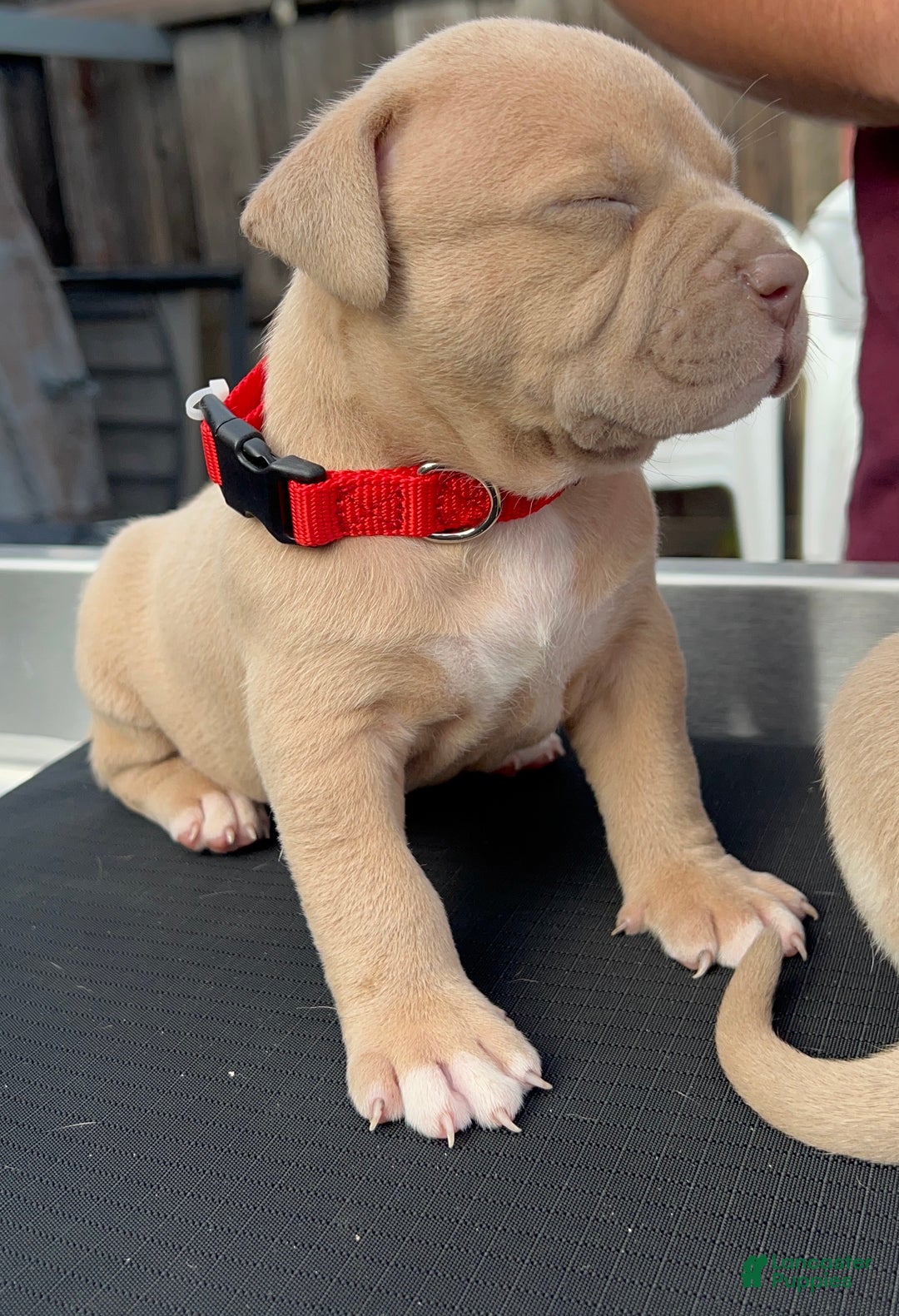 American Bully dogs for sale: Bear - Ad 2