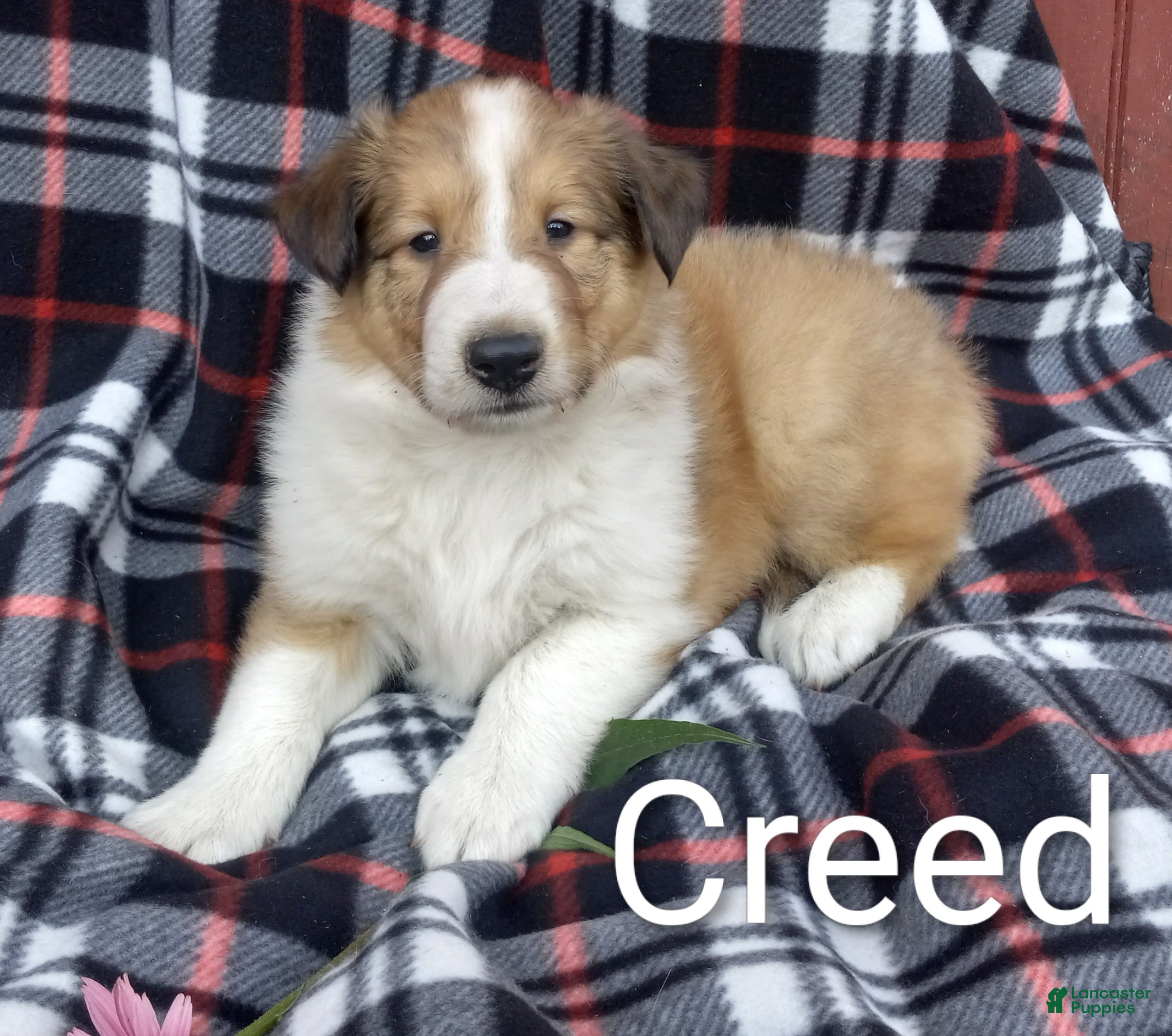 Collie dogs Creed - Ad 1