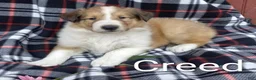 Collie dogs for sale: Creed - Ad 1