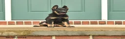 German Shepherd dogs for sale: Fin  - Ad 5