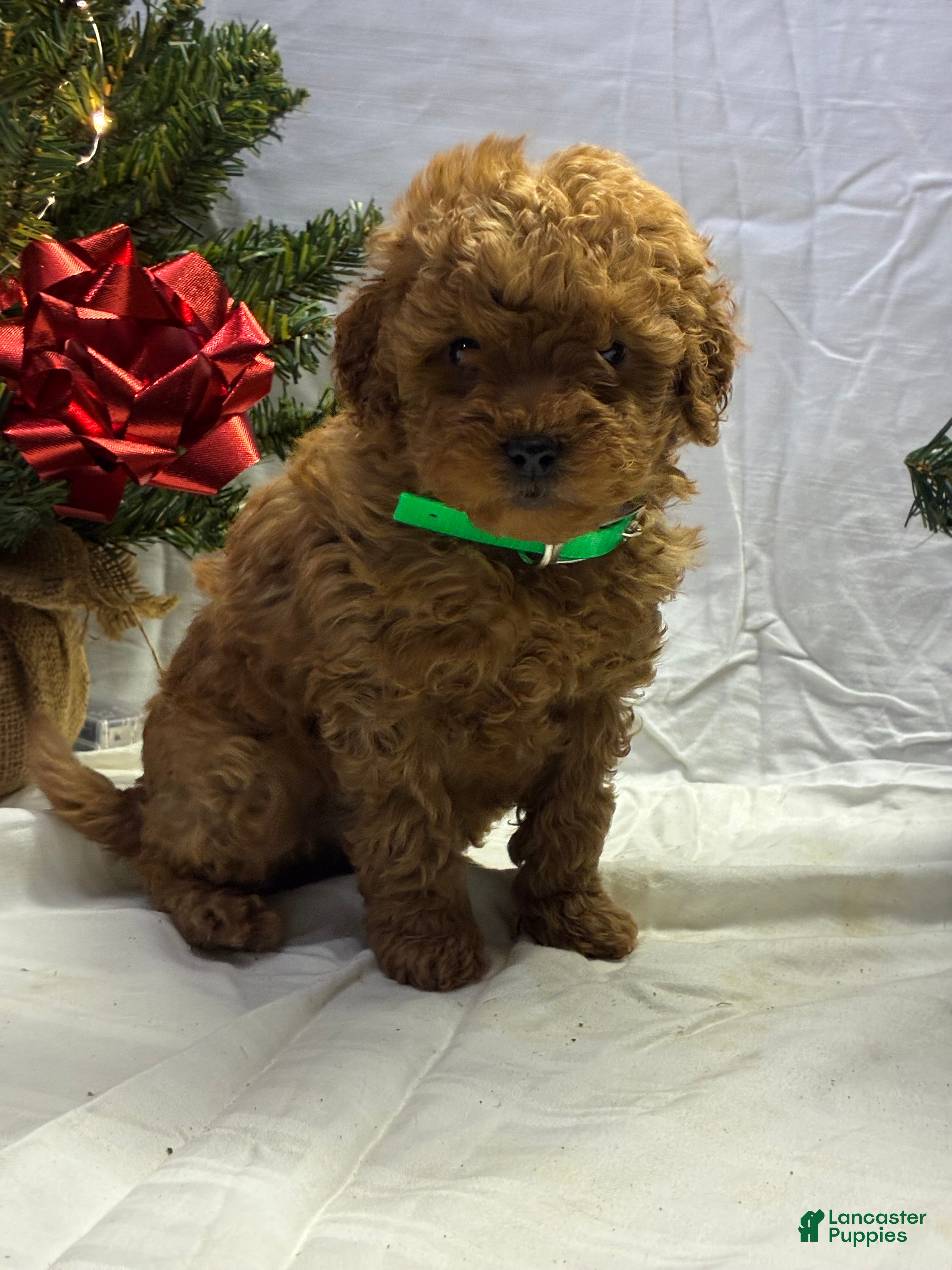 Mini Goldendoodle dogs Dasher - Ad 11