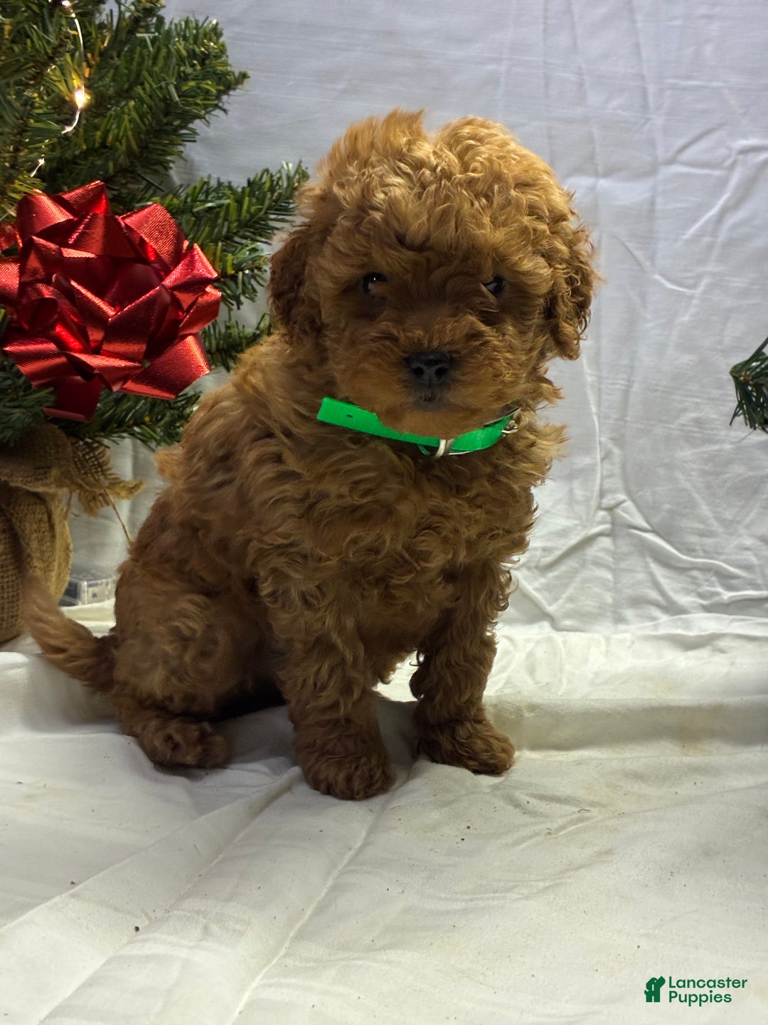 Mini Goldendoodle dogs for sale: Dasher - Ad 1