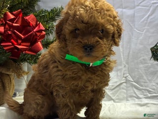 Mini Goldendoodle dogs Dasher - Ad 29