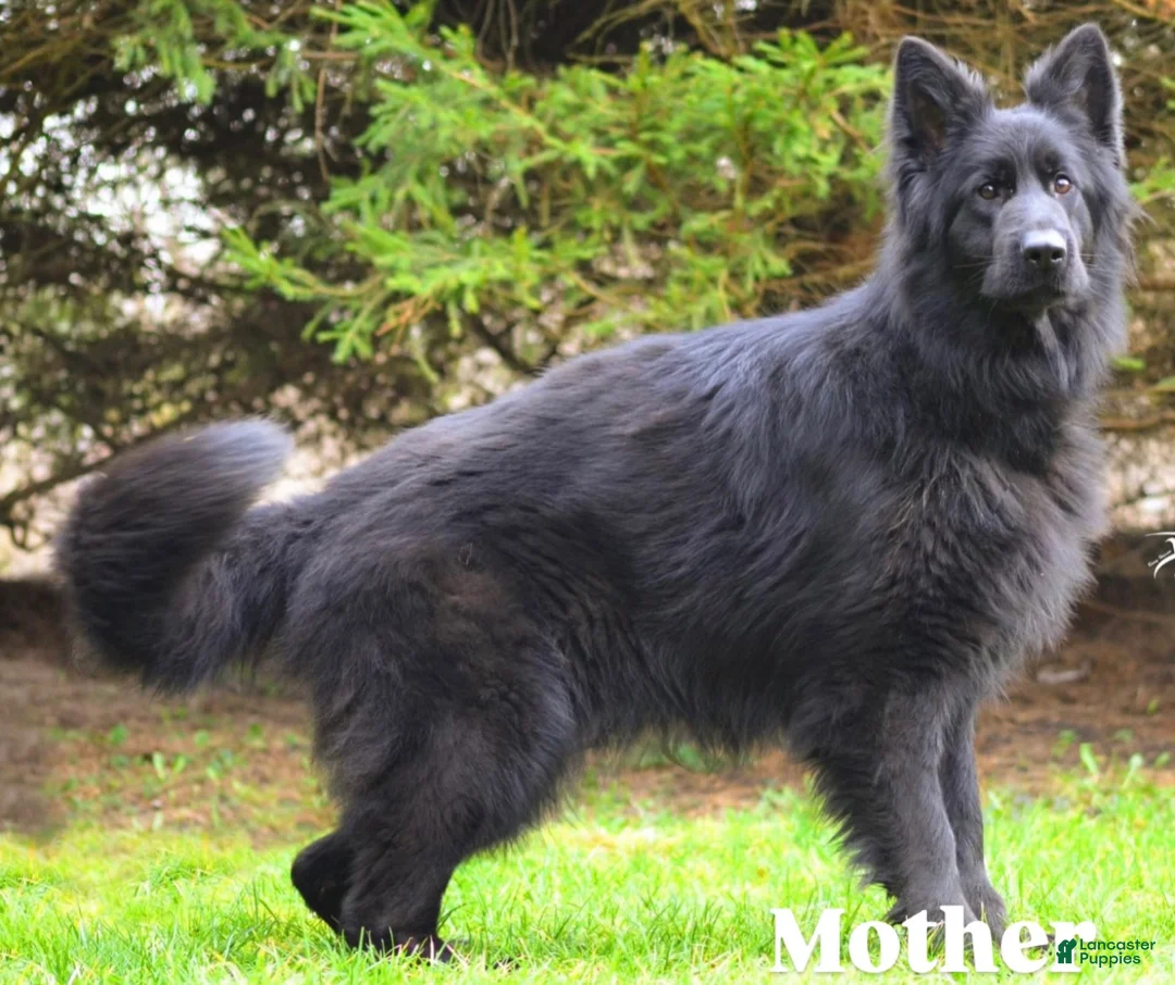 German Shepherd dogs for sale: Draco - Ad 10