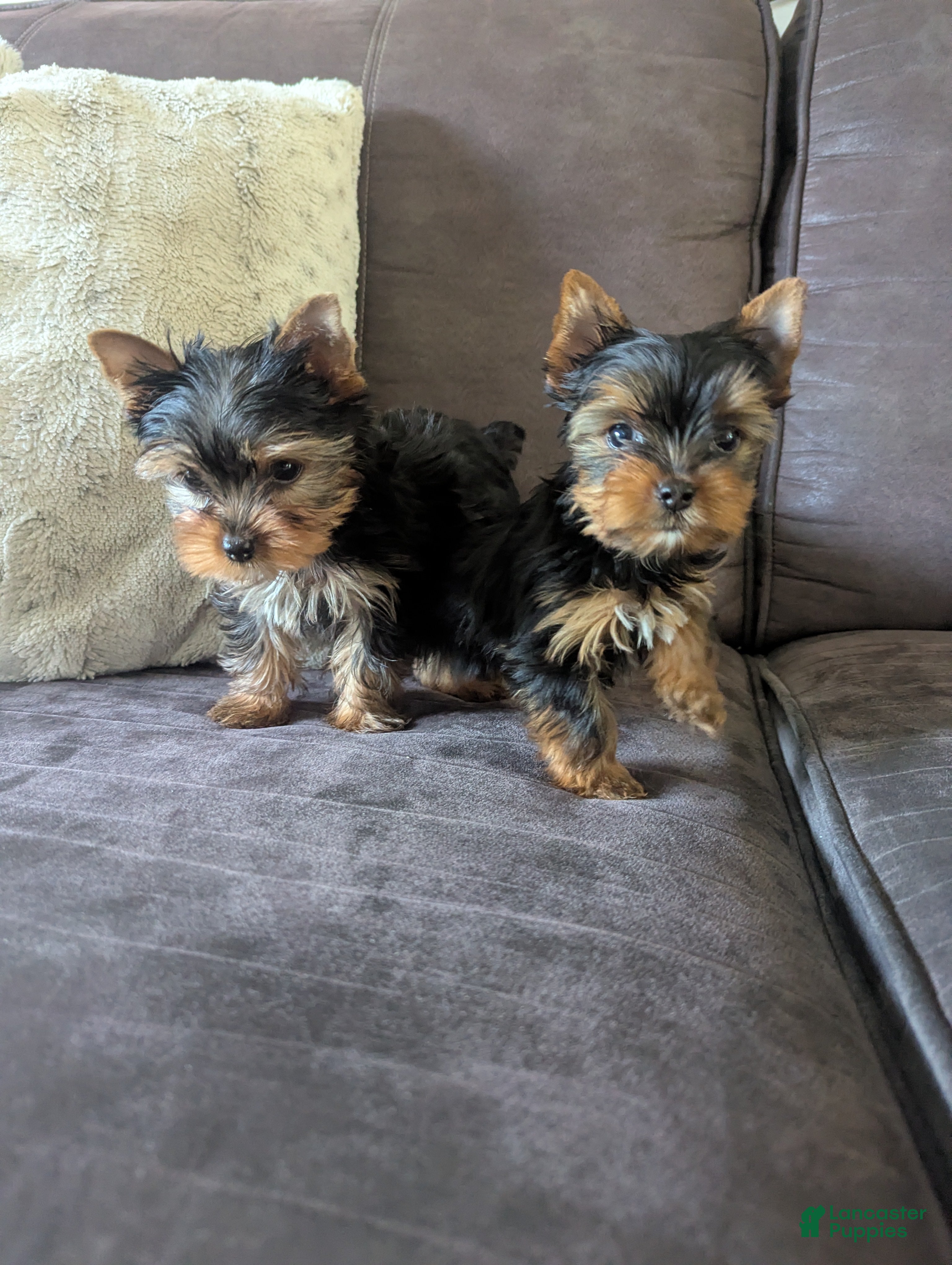 Yorkshire Terrier dogs Yorkshire Terrier 5 - Ad 24