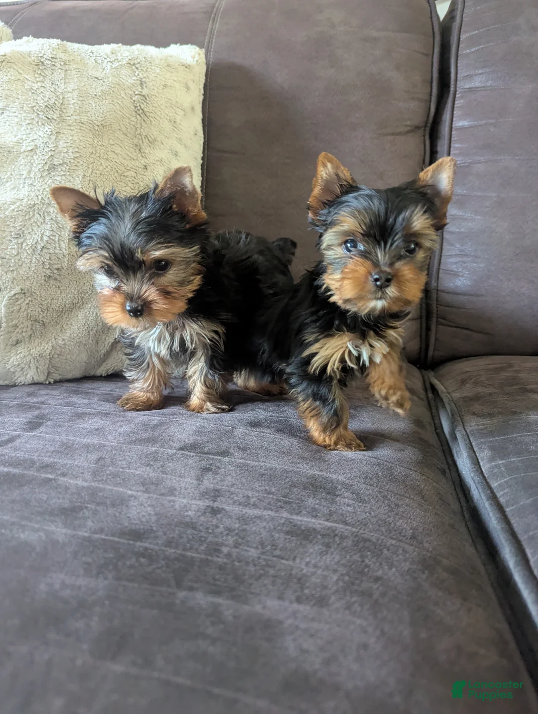 Yorkshire Terrier dogs for sale: Yorkshire Terrier 5 - Ad 1