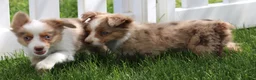 Toy Australian Shepherd dogs for sale: Cliff red merle - Ad 4