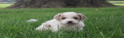 Mini Goldendoodle dogs for sale: Rose - Ad 3