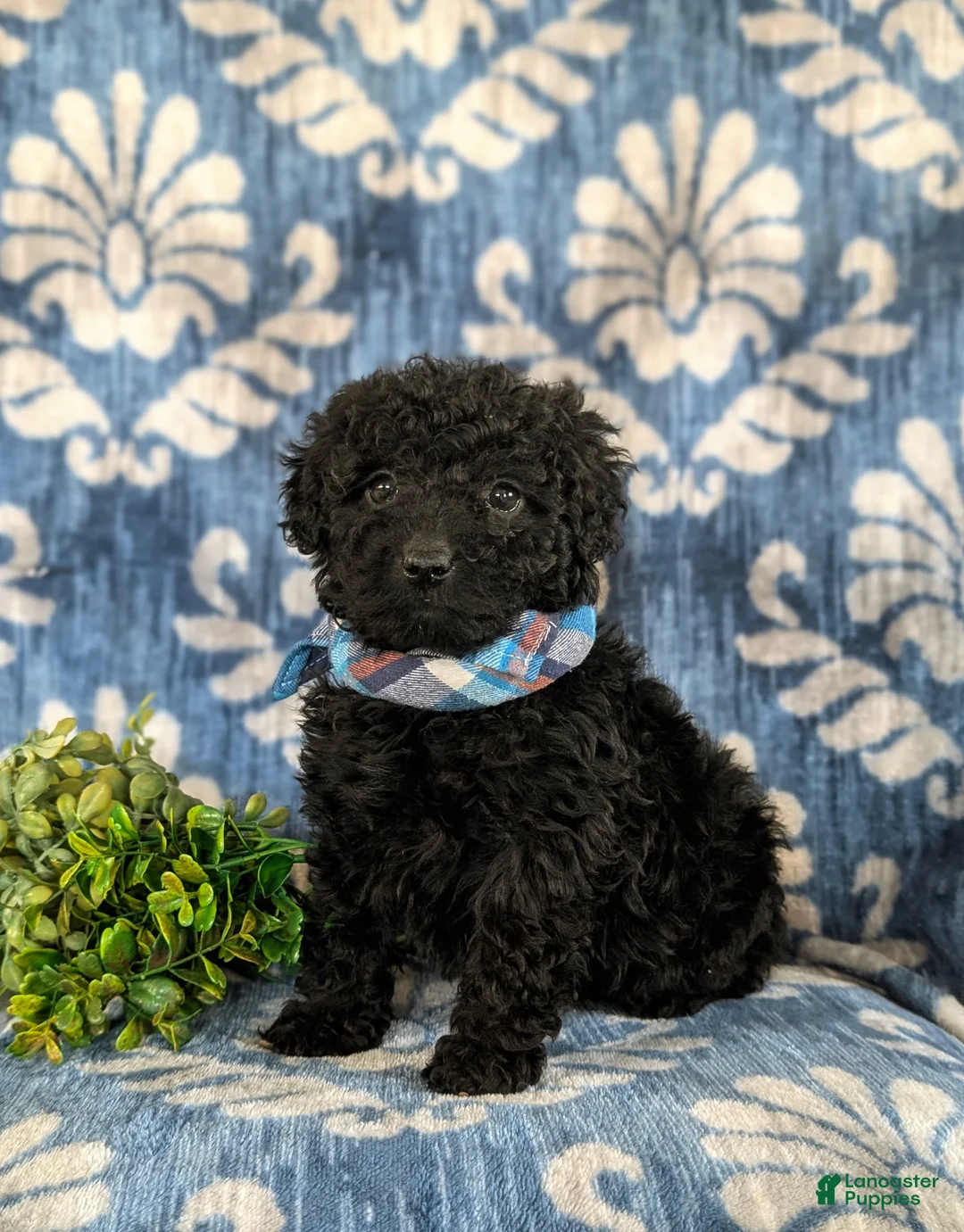 Cockapoo dogs for sale: Jarod Hypoallergenic - Ad 2