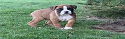 Boxer dogs for sale: Poppy - Ad 3