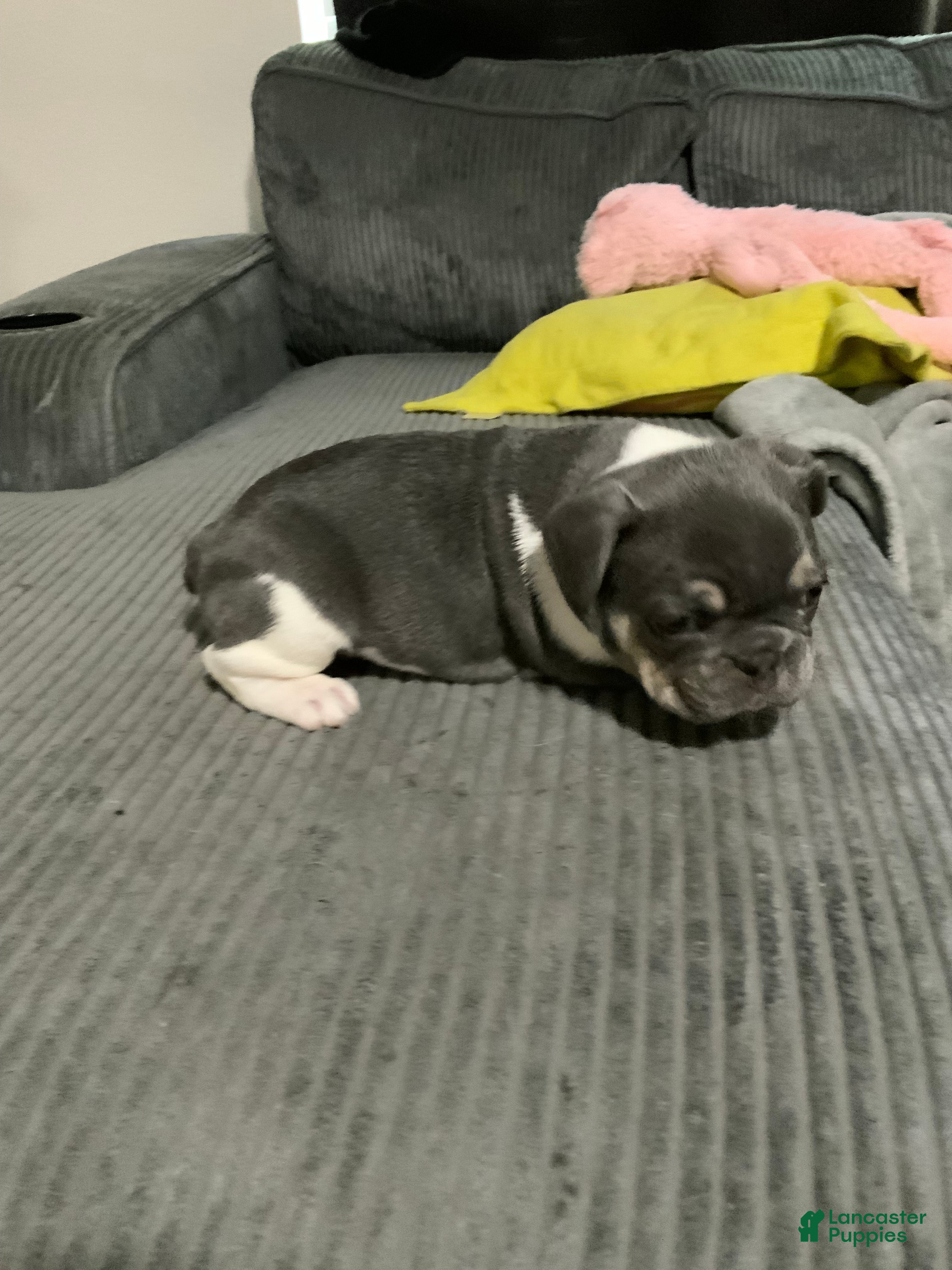 French Bulldog dogs French Bulldog Puppy 2 - Ad 29
