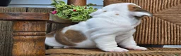 English Bulldog dogs for sale: Boba - Ad 3