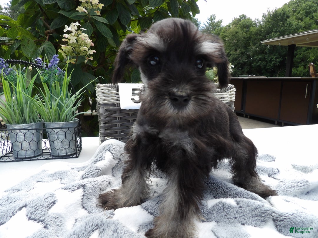 Miniature Schnauzer dogs for sale: Miniature Schnauzer Puppy 5 Curt - Ad 18