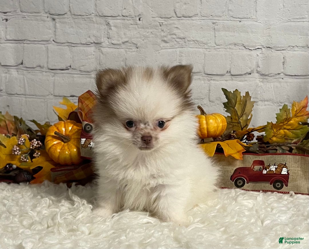 Chihuahua dogs for sale: Chihuahua Puppy 1 - Ad 3