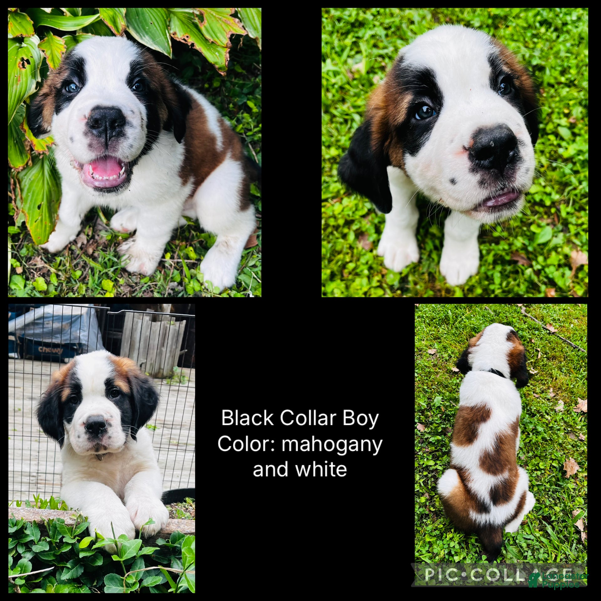 Saint Bernard dogs black collar boy - Ad 37