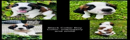 Saint Bernard dogs for sale: black collar boy - Ad 1