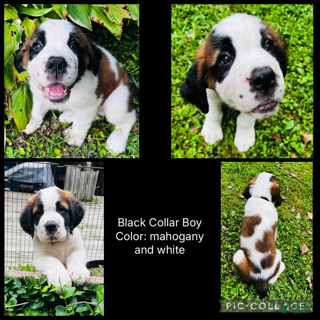 Saint Bernard dogs for sale: black collar boy - Ad 1