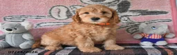 Mini Goldendoodle dogs for sale: Chief - Ad 5