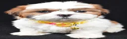 Shih Tzu dogs for sale: Tripp - Ad 7