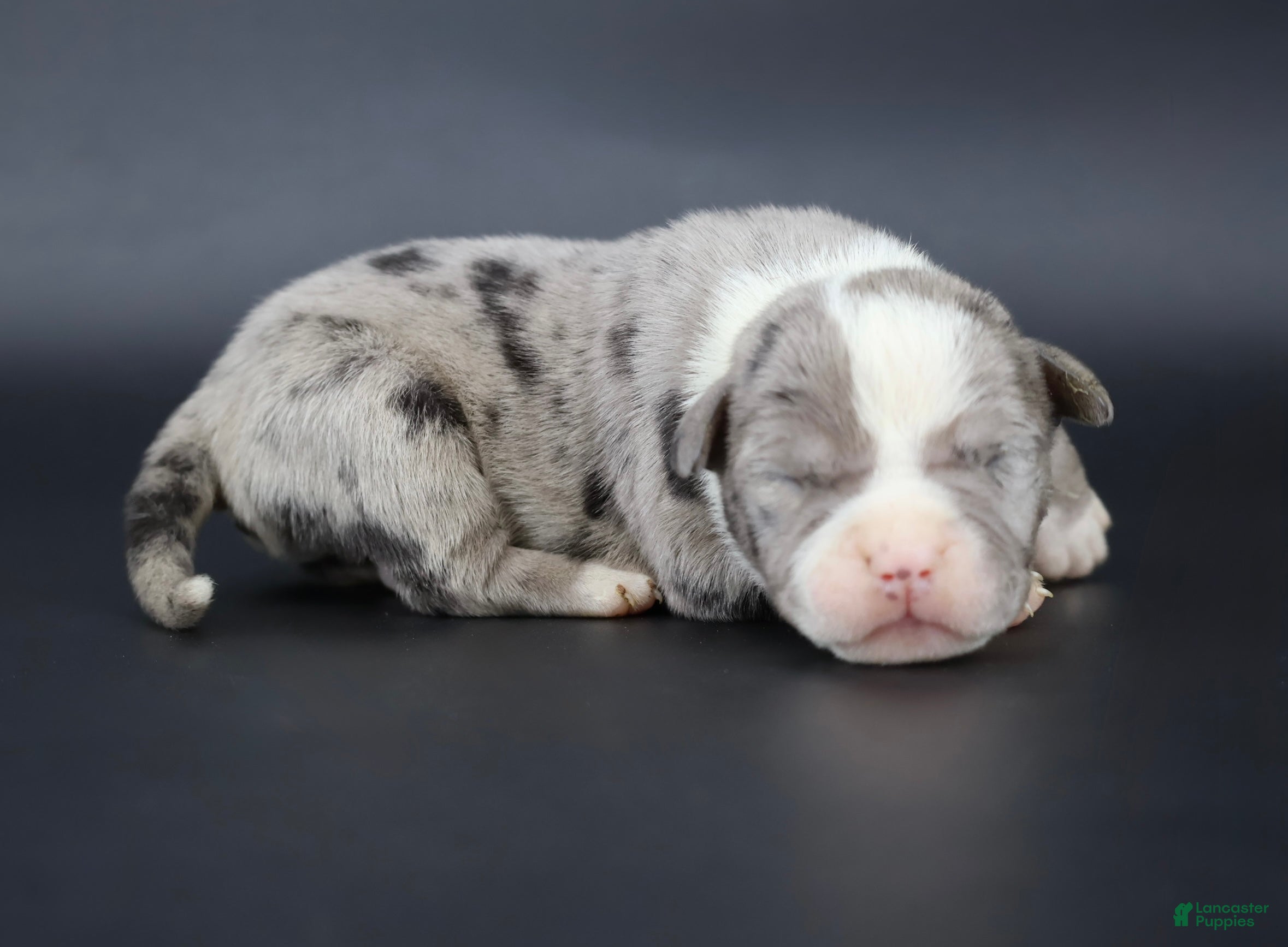 American Bully dogs Cupid - Ad 34