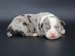 American Bully dogs Cupid - Ad 34