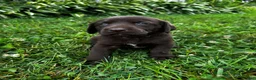 Labrador Retriever dogs for sale: Shelly - Ad 5