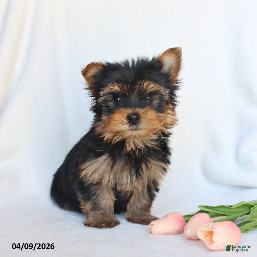 Yorkshire Terrier dogs Peanut  - Ad 1