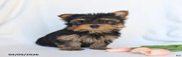 Yorkshire Terrier dogs for sale: Peanut  - Ad 1
