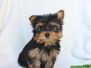 Yorkshire Terrier dogs for sale: Peanut - Ad 2