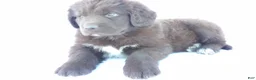 Newfoundland dogs for sale: Jill - Ad 4