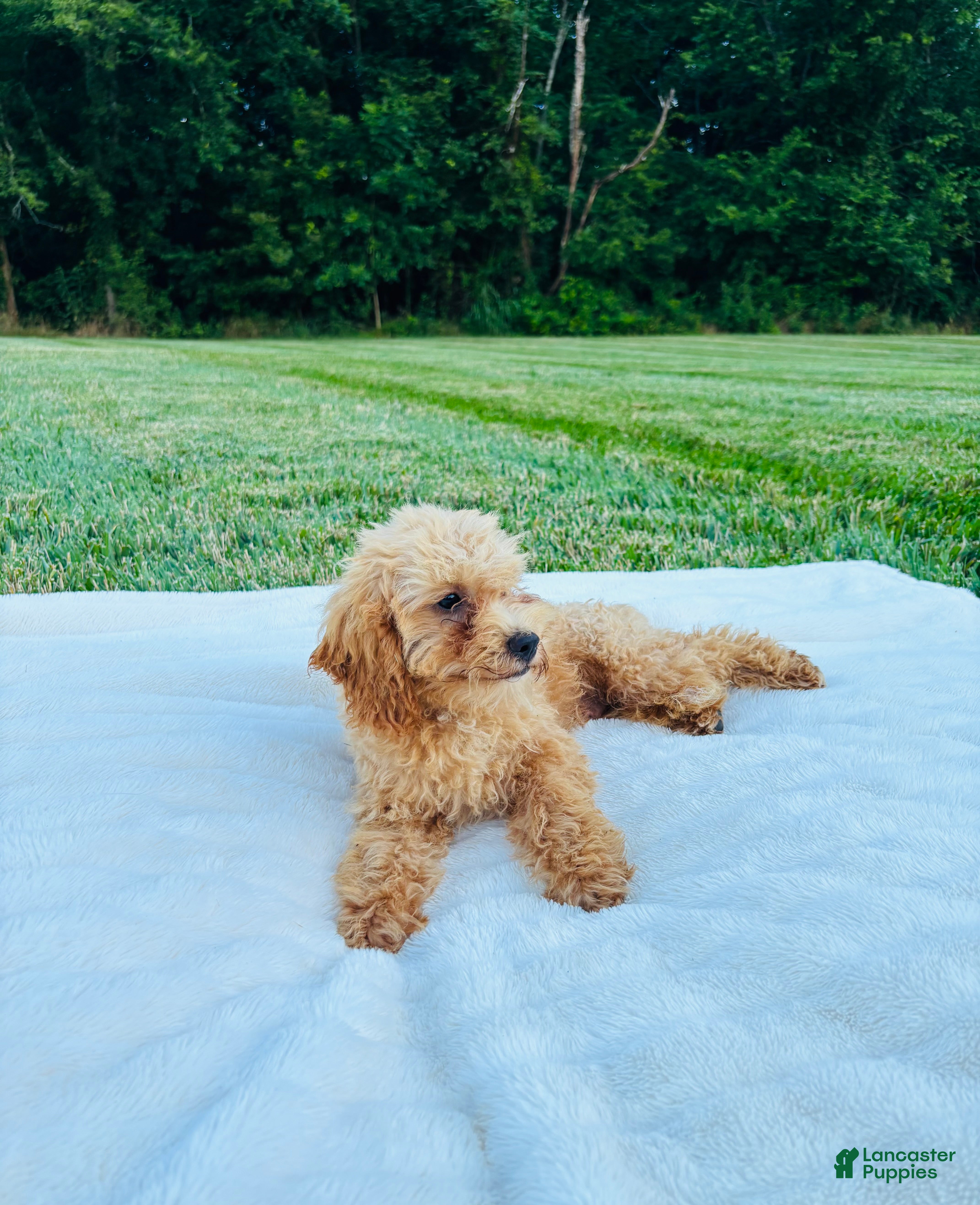 Bichpoo dogs Bailey - Ad 2