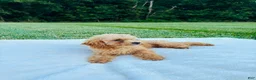 Bichpoo dogs for sale: Bailey - Ad 2