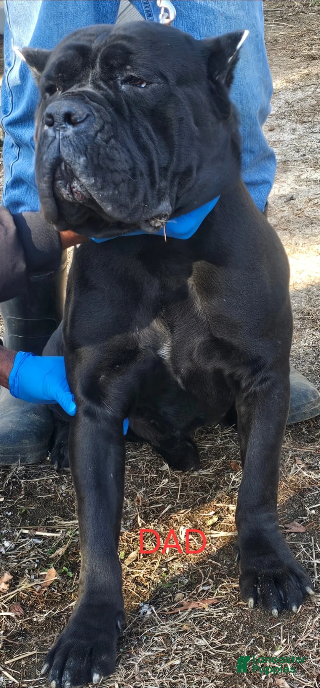 Cane Corso dogs for sale: SASSY - Ad 7