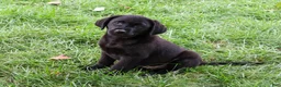 Labrador Retriever dogs for sale: Melvin - Ad 3