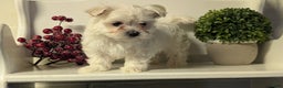 Maltese dogs for sale: Bridget - Ad 3