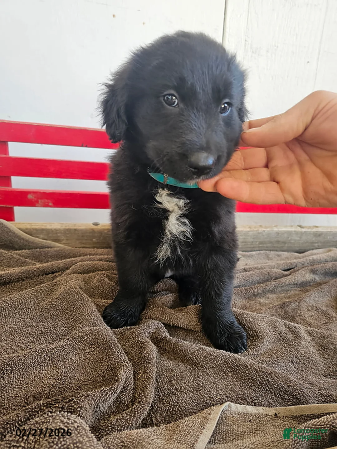 Mixed Breed dogs for sale: Levi - Ad 2