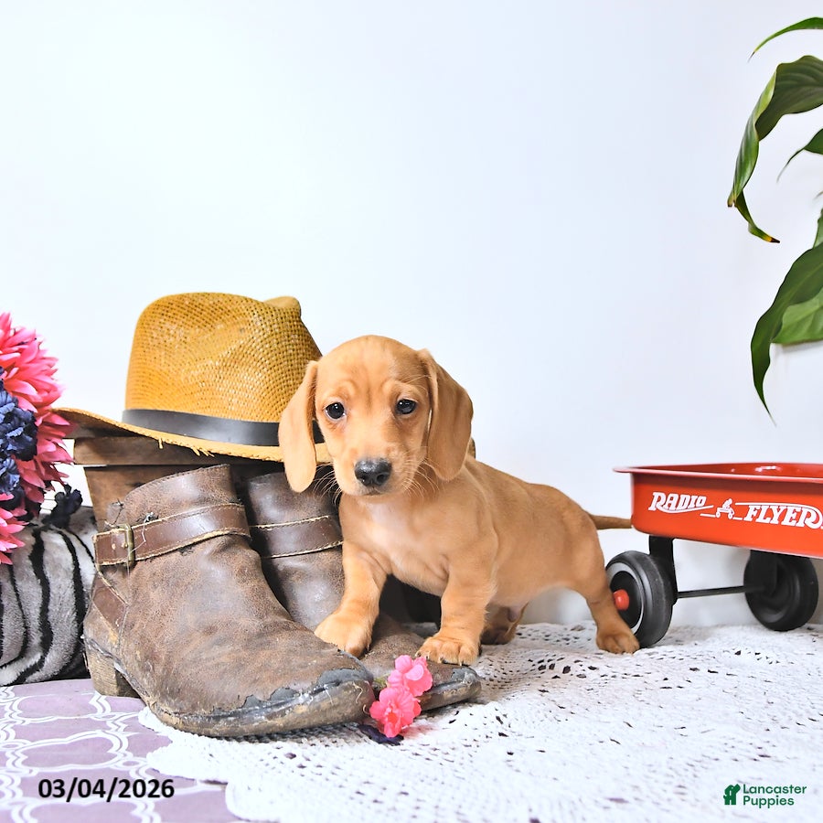 Miniature Dachshund dogs Oscar - Ad 2