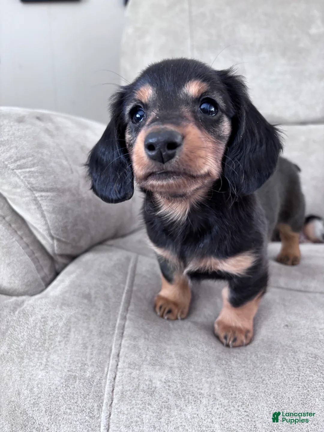 Miniature Dachshund dogs for sale: Raven - Ad 4